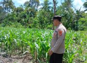 Brigpol Willy Pantau Tanaman Jagung di Lahan Ketahanan Pangan Desa Bantan