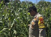 Polsek BP Peliung Pantau Jagung di Desa Banumas, Dorong Pemanfaatan Lahan Kosong