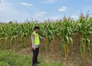 Bhabinkamtibmas Polsek Madang Suku I Pantau Pertumbuhan Jagung di Lubuk Harjo