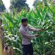 Aipda Faryadin Pantau Tanaman Jagung di Pulau Negara, Polsek BP Peliung Dorong Lahan Kosong Jadi Produktif