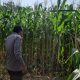 Bripda Aan Pantau Jagung di Desa Saung, Polsek BP Peliung Dukung Ketahanan Pangan