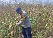 Bhabinkamtibmas Polsek BP Peliung Pantau Tanaman Jagung, Dorong Warga Optimalkan Lahan Kosong