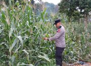 Pantau Lahan Jagung di Desa Saung, Polsek BP Peliung Perkuat Dukungan Ketahanan Pangan