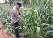 Dorong Ketahanan Pangan, Polsek BP Peliung Rutin Pantau Pertumbuhan Jagung di Lahan Warga