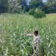 Pantau Jagung di Negeri Agung, Kanit Bimas BP Peliung Pastikan Lahan Pangan Terus Produktif