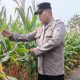 Polsek BP Peliung Perkuat Ketahanan Pangan, Brigpol Willy Cek Pertumbuhan Jagung di Pulau Negara