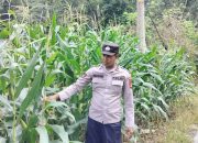 Pantau Pertumbuhan Jagung, Kanit Bimas Polsek BP Peliung Perkuat Dukungan Ketahanan Pangan