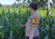 Bhabinkamtibmas BP Peliung Cek Tanaman Jagung di Bantan, Dorong Ketahanan Pangan Berkelanjutan