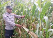 Pantau Jagung di Desa Saung, Kanit Bimas BP Peliung Pastikan Program Ketahanan Pangan Berjalan
