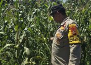 Bhabinkamtibmas Pantau Jagung di Banumas, Polsek BP Peliung Dorong Lahan Kosong Lebih Produktif