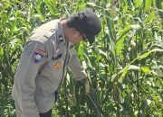 Bhabinkamtibmas BP Peliung Rutin Pantau Jagung, Dorong Lahan Kosong Jadi Sumber Pangan