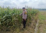 Dukung Ketahanan Pangan, Bripka Bobi Juanda Pantau Perkembangan Tanaman Jagung di Madang Suku I