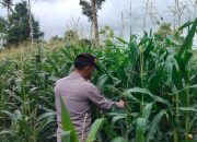 Jaga Produktivitas Lahan, Kanit Patroli BP Peliung Pantau Jagung di Bantan Pelita