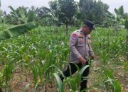 Bhabinkamtibmas BP Peliung Pantau Tanaman Jagung di Pulau Negara, Dorong Lahan Kosong Jadi Produktif