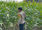 Bhabinkamtibmas BP Peliung Aktif Kawal Lahan Jagung, Dukung Ketahanan Pangan Nasional