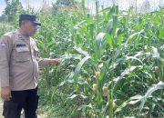 Polsek BP Peliung Perkuat Ketahanan Pangan, Aiptu Rusmiyadi Pantau Jagung di Negeri Agung