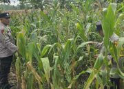 Pantau Lahan Jagung di Pulau Negara, Kanit Patroli BP Peliung Perkuat Program Ketahanan Pangan