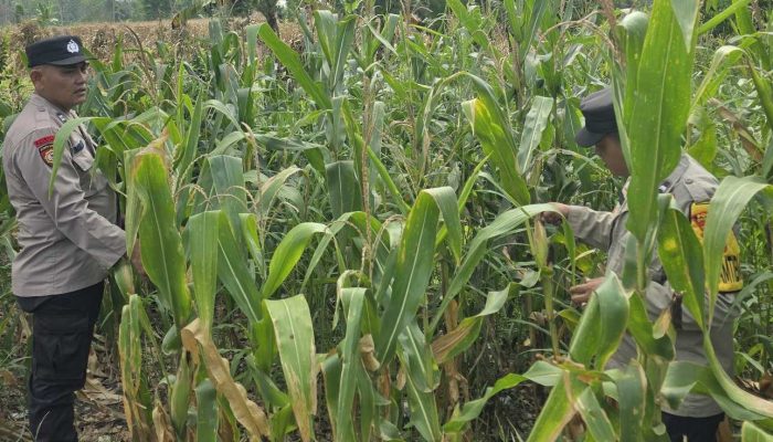 Pantau Lahan Jagung di Pulau Negara, Kanit Patroli BP Peliung Perkuat Program Ketahanan Pangan