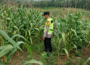 Bhabinkamtibmas Polsek Madang Suku I Pantau Pertumbuhan Jagung Seluas Satu Hektare