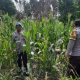 Kanit Prov BP Peliung Cek Tanaman Jagung, Pastikan Lahan Ketahanan Pangan Terawat