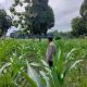 Lahan Kosong di Bantan Pelita Disulap Jadi Kebun Jagung, Polsek BP Peliung Lakukan Pemantauan