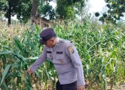 Polsek BP Peliung Pantau Jagung di Lahan Ketahanan Pangan Seluas 1 Hektare