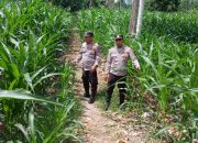 Jagung di Lahan Kosong Terus Dipantau, Polsek BP Peliung Dorong Ketahanan Pangan