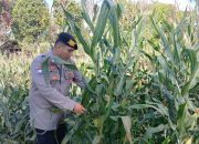 Pantau Lahan Jagung di Desa Bantan, Brigpol Willy Dorong Pemanfaatan Lahan Kosong