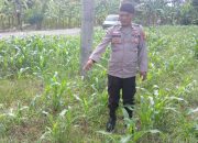 Aiptu Bambang Pastikan Pertumbuhan Jagung Terpantau, Lahan Kosong di Negeri Agung Jaya Dimanfaatkan