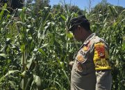 Bhabinkamtibmas BP Peliung Pantau Jagung di Banu Mas, Dorong Lahan Kosong Lebih Produktif