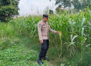 Brigpol Willy Cek Pertumbuhan Jagung di Bantan Pelita, Dorong Warga Manfaatkan Lahan Kosong
