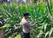 Pantau Pertumbuhan Jagung, Kanit Bimas BP Peliung Dorong Warga Produktif Manfaatkan Lahan Kosong