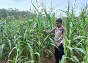 Polsek BP Peliung Intensif Pantau Pertumbuhan Jagung, Optimalkan Lahan Kosong untuk Ketahanan Pangan