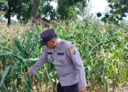 Pantau Lahan Jagung, Polsek BP Peliung Pastikan Program Ketahanan Pangan Berjalan
