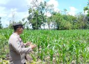 Brigpol Willy Pantau Pertumbuhan Jagung di Negeri Agung Jaya, Dukung Ketahanan Pangan