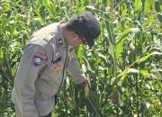 Bhabinkamtibmas BP Peliung Pantau Jagung di Desa Bantan, Dorong Lahan Kosong Jadi Produktif