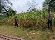 Kasium Polsek BP Peliung Cek Lahan Jagung Seluas Satu Hektare di Banu Ayu