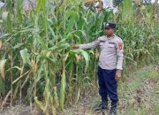 Kanit Bimas Polsek BP Peliung Pantau Pertumbuhan Jagung di Lahan Satu Hektare