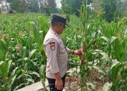 Polsek BP Peliung Pantau Pertumbuhan Jagung di Lahan Satu Hektare Desa Bantan