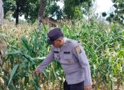 Aiptu Rusmiyadi Cek Pertumbuhan Jagung di Lahan Ketahanan Pangan Negeri Agung Jaya