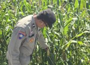 Aipda Haryadi Cek Pertumbuhan Jagung di Lahan Satu Hektare Desa Bantan