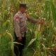 Dorong Swasembada Pangan, Polsek Madang Suku I Cek Lahan Jagung Milik Petani di Jatisari
