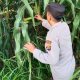 Dari Lahan Kosong Jadi Lahan Produktif, Kasium BP Peliung Pantau Tanaman Jagung di Negeri Agung