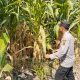Bripka Hendrawan Cek Pertumbuhan Jagung di Pulau Negara, Dukung Penguatan Ketahanan Pangan