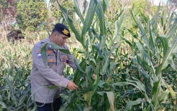 Brigpol Willy Pantau Tanaman Jagung di Desa Bantan, Polsek BP Peliung Dorong Lahan Kosong Jadi Produktif