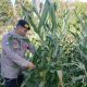 Brigpol Willy Pantau Tanaman Jagung di Desa Bantan, Polsek BP Peliung Dorong Lahan Kosong Jadi Produktif