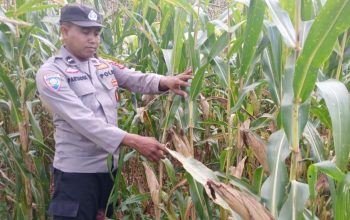 Pantau Lahan Jagung di Desa Saung, Kanit Bimas BP Peliung Perkuat Dukungan Ketahanan Pangan