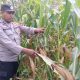 Pantau Lahan Jagung di Desa Saung, Kanit Bimas BP Peliung Perkuat Dukungan Ketahanan Pangan