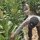 Bhabinkamtibmas BP Peliung Cek Lahan Jagung di Desa Banu Mas, Dukung Ketahanan Pangan