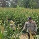 Pantau Pertumbuhan Jagung, Bhabinkamtibmas BP Peliung Dorong Pemanfaatan Lahan Kosong